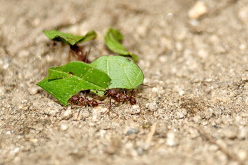 Leafcutter ants with leaves in the Intag Valley outside of Apuela, Ecuador