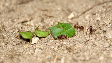 Leafcutter ants with leaves in the Intag Valley outside of Apuela, Ecuador
