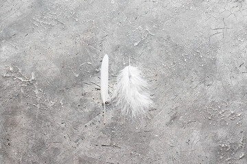 Beautiful white feathers on grey background