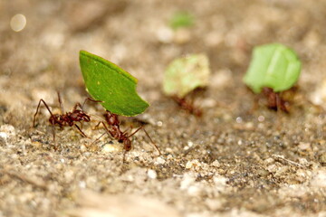 Leafcutter ants with a leaf in the Intag Valley outside of Apuela, Ecuador