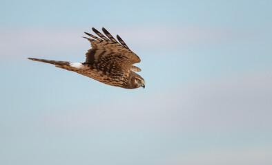 Hawk soaring