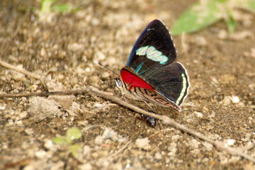 Anna's eighty-eight butterfly in the Intag Valley outside of Apuela, Ecuador