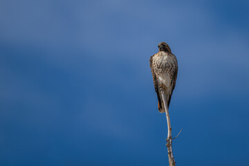 Hawk on branch