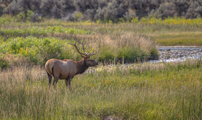Elk in field
