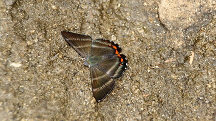Butterfly on the ground in the Intag Valley outside of Apuela, Ecuador