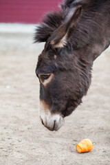 Donkey head close-up at the animal farm. Portrait of a gray donkey. Donkey, farm animal. Rural life with animals.
