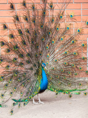Obraz premium A beautiful peacock with fluffy tail in the zoo. The male attracts the female