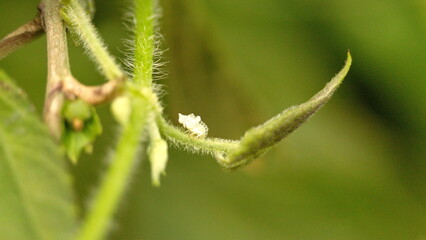 Naklejka premium Shed exoskeleton on a leaf in the Intag Valley outside of Apuela, Ecuador
