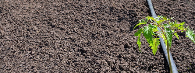 Tomato seedlings plant grown in beds with automatic watering or water dripping system in the home vegetable garden. Hose for watering and irrigation.