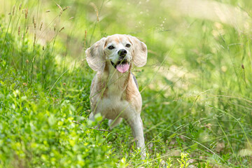 Portrait of a female beagle hound in a forest outdoors