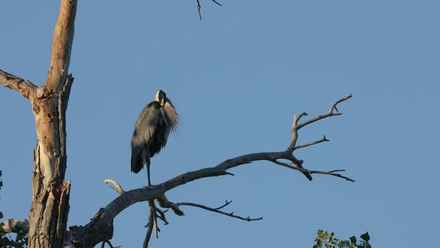 A great blue heron perches on the branch of a dead cottonwood tree in early morning light at first looking around and then tucking it's head under it's wing. 