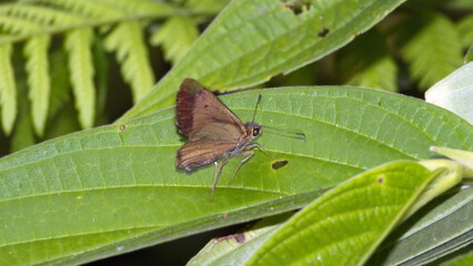Brown skipper butterfly on a leaf in the Intag Valley outside of Apuela, Ecuador