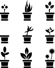 plants in pots