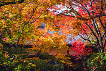 Obraz na płótnie Canvas 京都 常寂光寺の紅葉 -Red leaves in Kyoto-