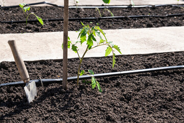 Tomato seedlings plant grown in beds with automatic watering or water dripping system in the home vegetable garden. Hose for watering and irrigation.