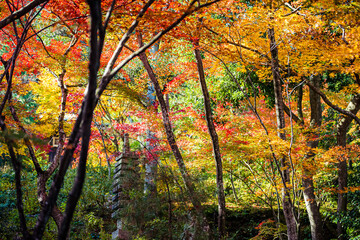 京都 常寂光寺の紅葉 -Red leaves in Kyoto-