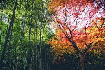 京都 常寂光寺の紅葉 -Red leaves in Kyoto-