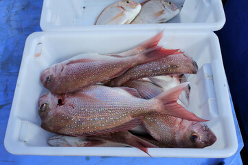 Fresh fish in ice  inside a container