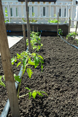 Tomato seedlings plant grown in beds with automatic watering or water dripping system in the home vegetable garden. Hose for watering and irrigation.