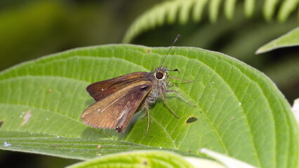 Brown skipper butterfly on a leaf in the Intag Valley outside of Apuela, Ecuador