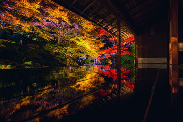 Fototapeta premium 京都 瑠璃光院の夜紅葉 -Red leaves in Kyoto-
