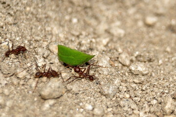 Leafcutter ants with a leaf in the Intag Valley outside of Apuela, Ecuador