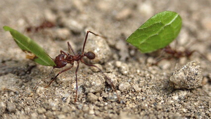 Leafcutter ants with leaves in the Intag Valley outside of Apuela, Ecuador