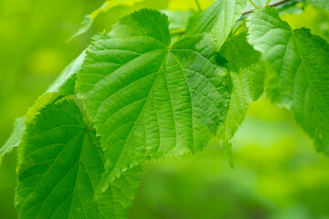 Green foliage. Young linden leaves close up. Greenery.