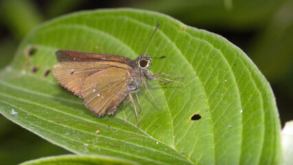 Brown skipper butterfly on a leaf in the Intag Valley outside of Apuela, Ecuador