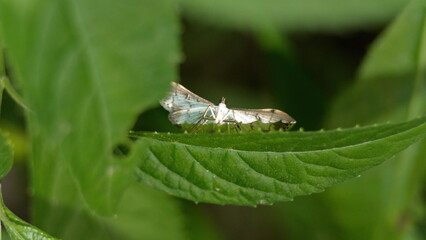Butterfly on a leaf in the Intag Valley outside of Apuela, Ecuador