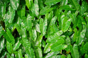 Fototapeta na wymiar Tropical Green leaves plant for texture background.