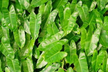 Fototapeta na wymiar Tropical Green leaves plant for texture background.