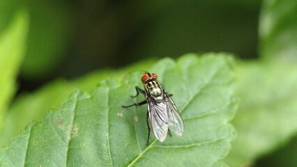 Fly on a leaf in the Intag Valley outside of Apuela, Ecuador