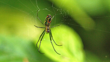 Orchard spider in a web in the Intag Valley outside of Apuela, Ecuador
