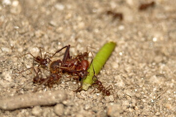 Leafcutter ants with a leaf in the Intag Valley outside of Apuela, Ecuador