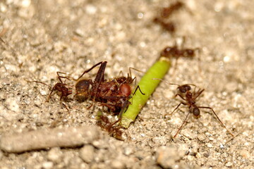 Leafcutter ants with a leaf in the Intag Valley outside of Apuela, Ecuador
