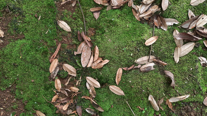 The dry leaves scattered among the green moss 02