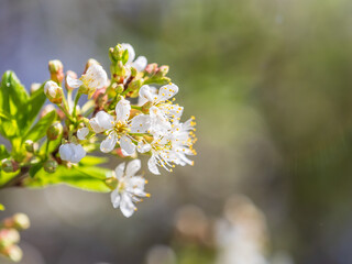 White blossoming apple trees. White apple tree flowers