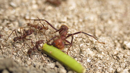 Leafcutter ants with a leaf in the Intag Valley outside of Apuela, Ecuador
