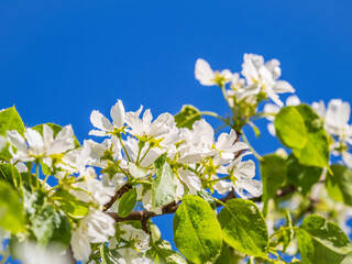 Apple tree branches with white flowers on a background of blue clear sky.