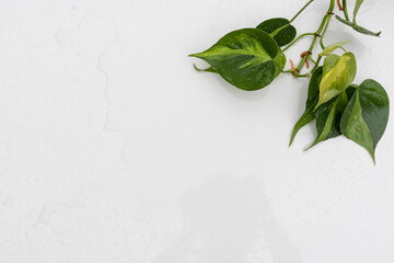 Philodendron Brasil variegated heart leaf philodendron on isolated white background © GreenThumbShots