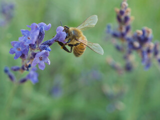 ミツバチとラベンダーの花
