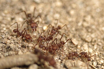 Leafcutter ants in the Intag Valley outside of Apuela, Ecuador