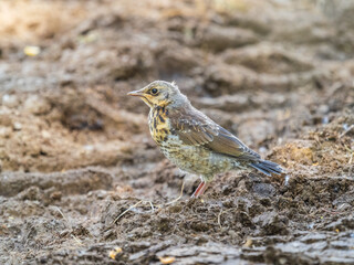 A fieldfare chick, Turdus pilaris, has left the nest and sitting on the spring lawn. A fieldfare chick sits on the ground and waits for food from its parents.