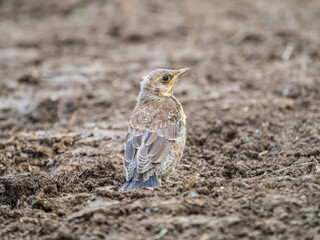 A fieldfare chick, Turdus pilaris, has left the nest and sitting on the spring lawn. A fieldfare chick sits on the ground and waits for food from its parents.