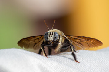wasp
