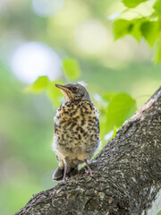 A fieldfare chick, Turdus pilaris, has left the nest and is sitting on a branch. A chick of fieldfare sitting and waiting for a parent on a branch.