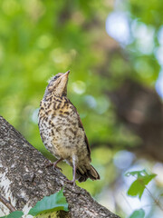 A fieldfare chick, Turdus pilaris, has left the nest and is sitting on a branch. A chick of...