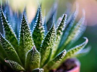 close up of a cactus