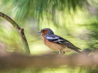 Common chaffinch, Fringilla coelebs, sits on a branch in spring on green background. Common chaffinch in wildlife.